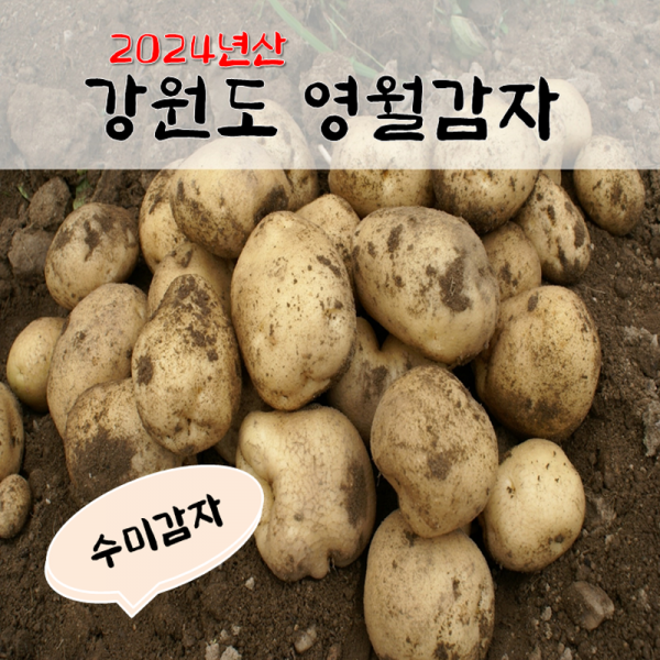 [산지직송] 영월 감자 5kg(특대,대,중) 2024년 햇 수미감자