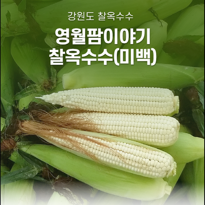 영월몰,(예약주문)강원도 영월찰옥수수(미백)50개, 30개