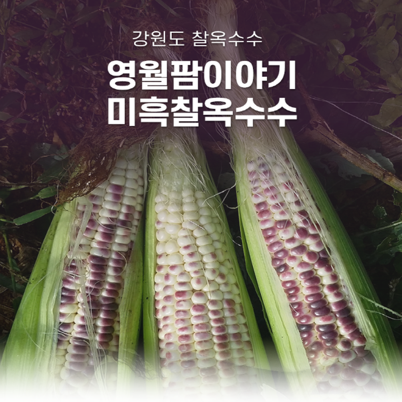 강원더몰,(산지직송)강원도 미흑찰옥수수  2024년산 영월 흑찰찰옥수수