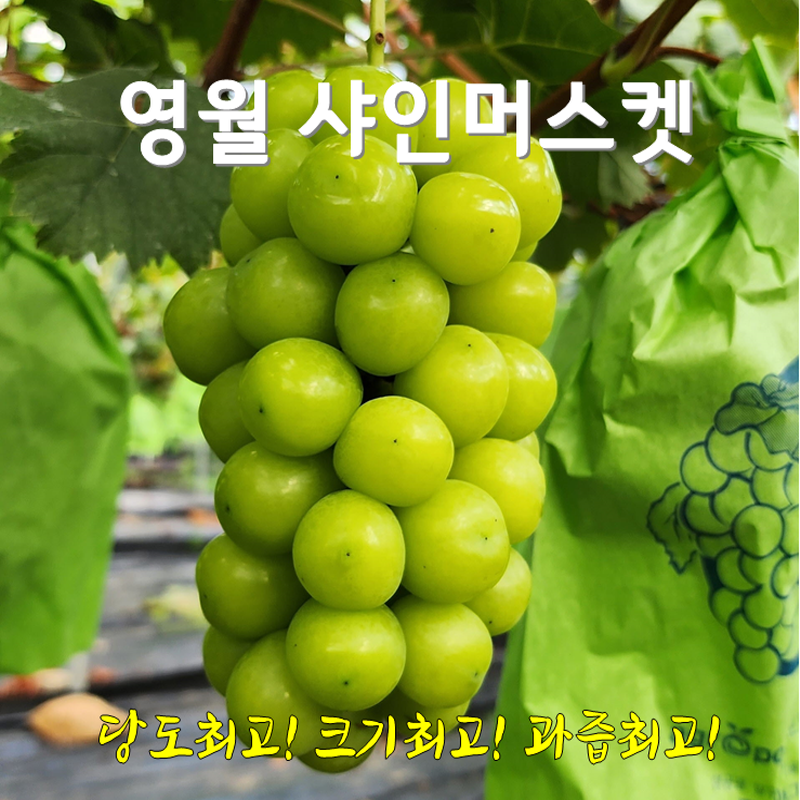 강원더몰,[산지직송]영월 샤인머스켓4kg2kg 망고포도 당도크기과즙최고