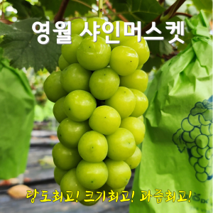 [산지직송]영월 샤인머스켓4kg2kg 망고포도 당도크기과즙최고