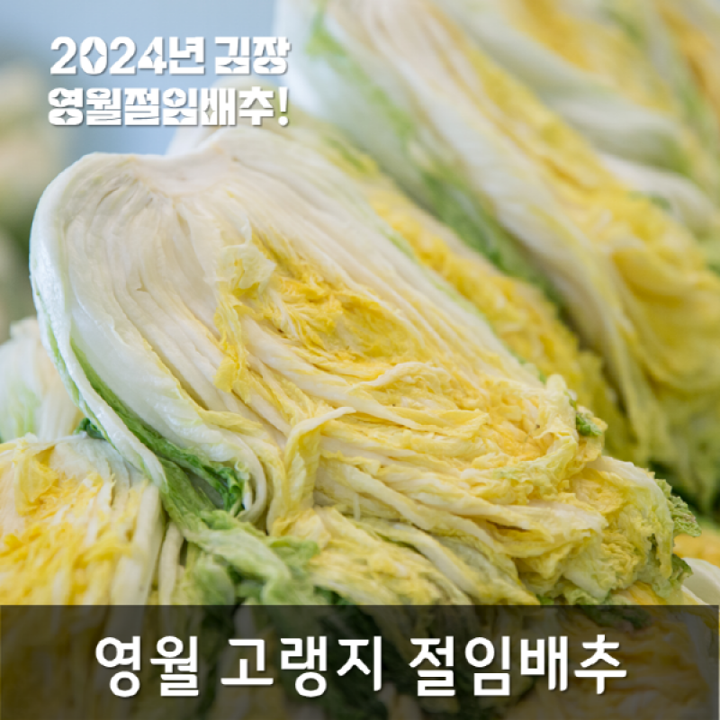 영월몰,[산지직송]영월 고랭지절임배추20kg(8~11포기)