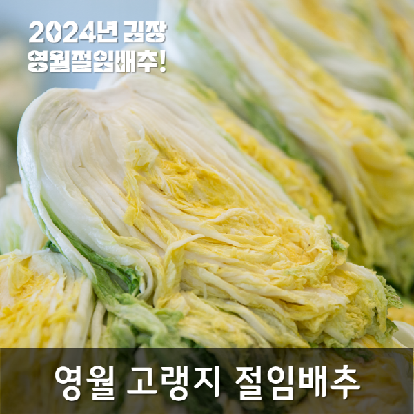 [산지직송]영월 고랭지절임배추20kg(8~11포기)