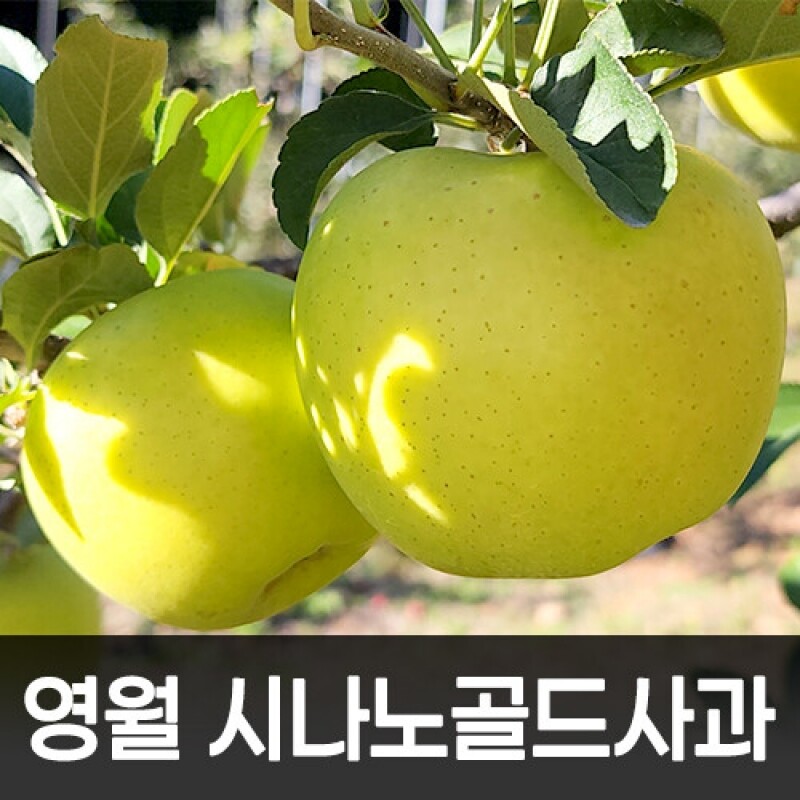 강원더몰,[산직배송]영월 시나노골드 사과5kg